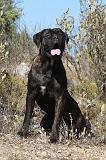 CANE CORSO 104